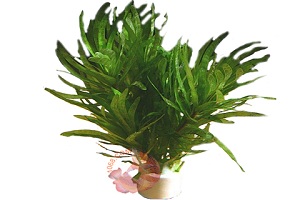 Rẽ Quạt - Eichhornia diversifolia